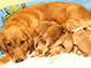 a guide dog and puppies