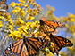 monarch butterflies