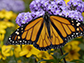 monarch butterfly