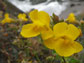 the monkeyflower