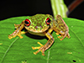 Mossy Red-eyed Frog