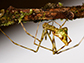 Mottled Molokai spider