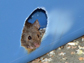 a mouse peers out from a nesting box