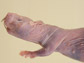 a naked mole rat