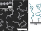 metal nanocrystals