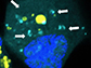 Fluorescent glowing nanoparticles