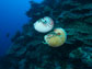 Nautilus pompilius swimming