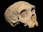 Neanderthal skull