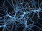 neuron cell network
