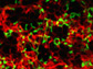 Neutrophils in capillaries