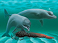 new dolphin species