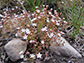 Northern rock jasmine