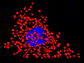 quantum dots illuminate the locations of individual mRNA