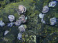 Octopuses congregate on the deep-sea Dorado Outcrop