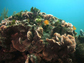 coral growing near Ojo Norte