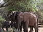 orphan elephants