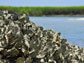 an oyster reef