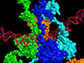 model of full-length p53 protein bound to DNA as a tetramer