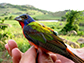 painted bunting, a neotropical migratory songbird