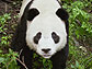 giant panda