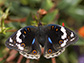 blue spotted pansy, Junonia oenone