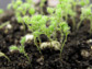 pathogen-infected Arabidopsis plants