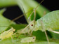 aphid giving birth