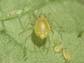 a female Green Peach Aphid