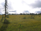 Peatlands in Denali National Park