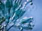 an image of penicillium fungus