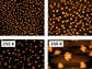 2-D formations of pentacene on a mica substrate