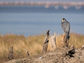 Peregrine falcons