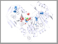 3D structure of the PGM1 enzyme