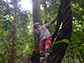 Philip Taylor measures the growth rate of a tropical giant, the Ajo