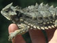 an adult horned lizard of the genus Phrynosoma