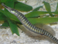 pipefish