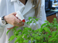 tomato plants with P. syringae bacteria