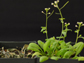 transgenic (right) & non-transgenic (left) plants