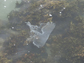 a plastic bag floating in a marine harbour