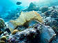 a plastic bag between corals