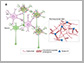 neurons surrounded by the ECM in the CNS