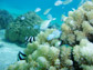 pocillopora coral and fish in Moorea