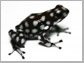 poison frog