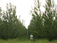 Poplar trees