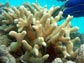 a colony of Porites profundus