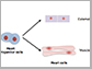 Heart progenitors cells