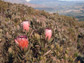 proteaceae plants