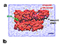 protein synthesis