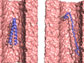 zipped and unzipped forms of the protein