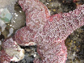 a disintegrating adult purple sea star